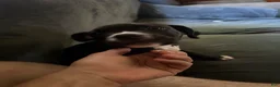 American Pit Bull Terrier dogs for sale: American Pit Bull Terrier Puppy 3 - Ad 3