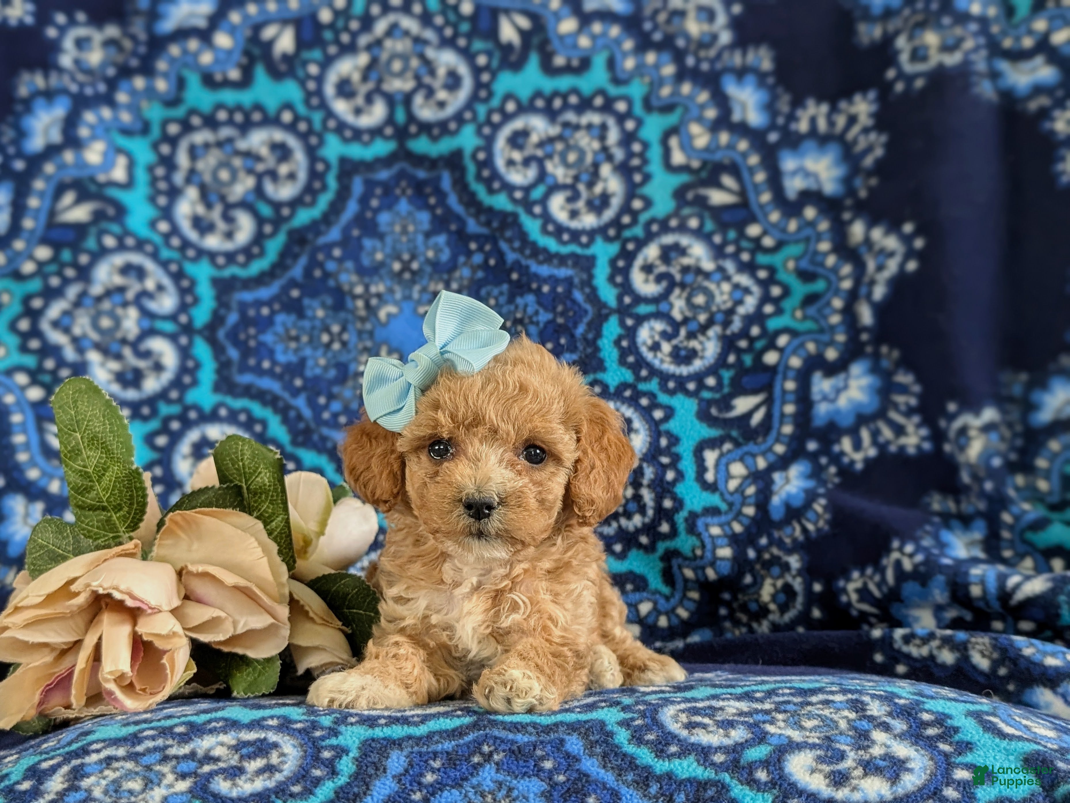 Bichpoo dogs for sale: Roxie 9 lbs Full grown - Ad 5