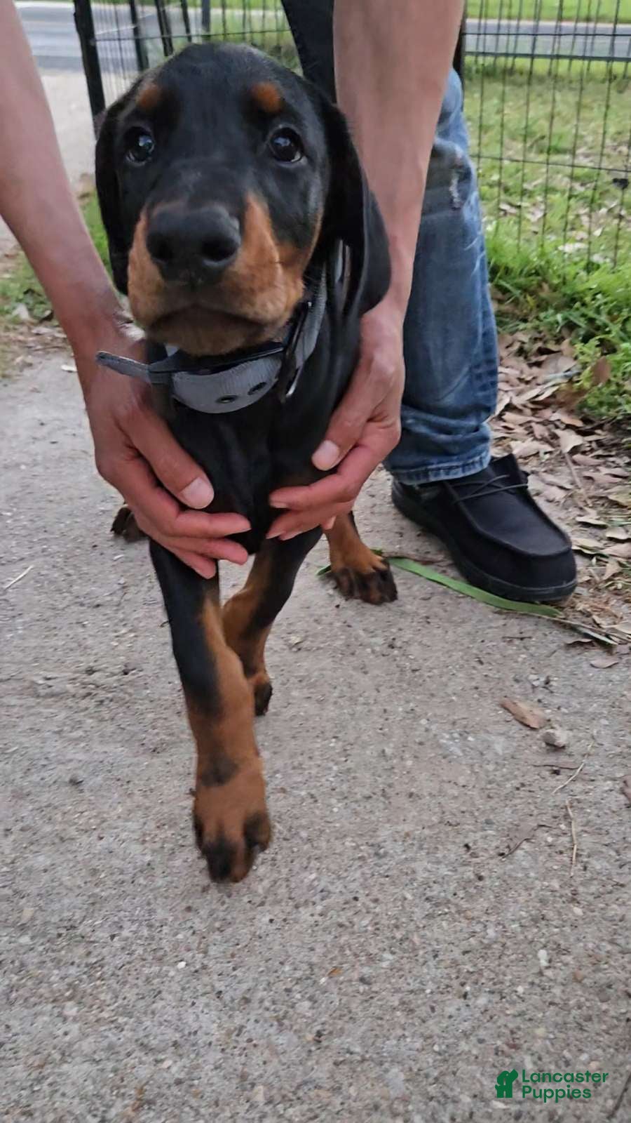 Doberman Pinscher dogs Doberman Pinscher Puppy 1 - Ad 1