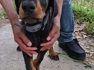 Doberman Pinscher dogs for sale: Doberman Pinscher Puppy 1 - Ad 4