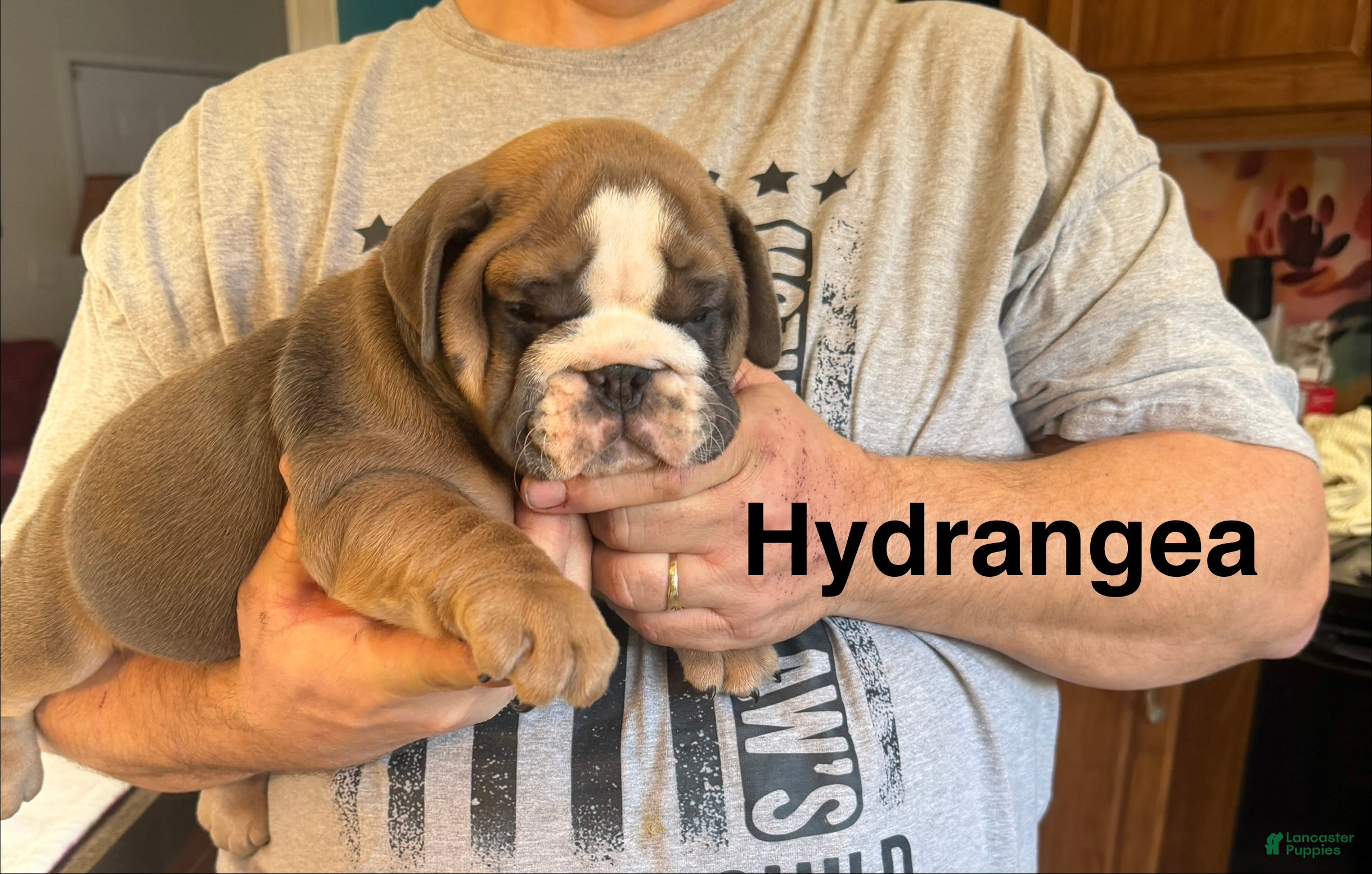 English Bulldog dogs Hydrangea - Ad 41