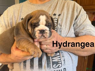 English Bulldog dogs Hydrangea - Ad 24