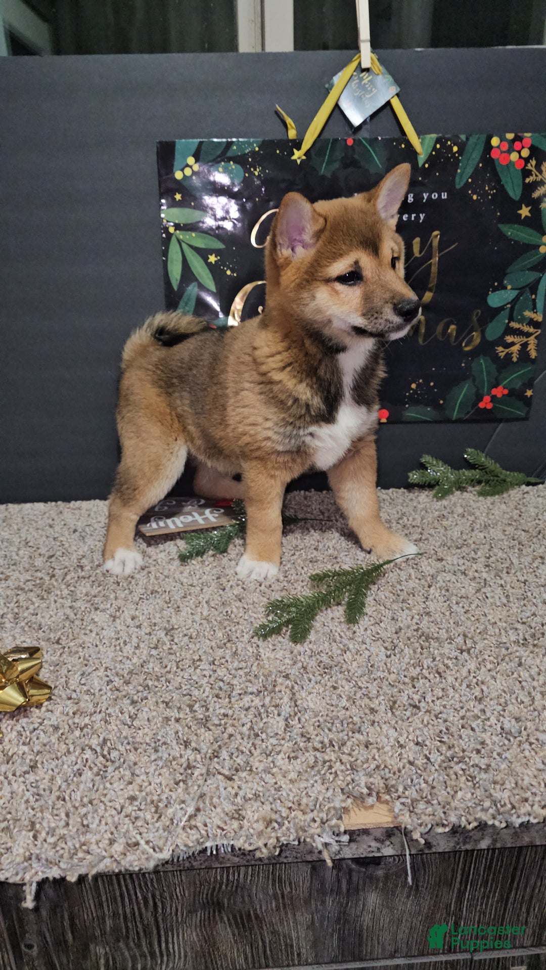 Shiba Inu dogs for sale: Koda - Ad 10