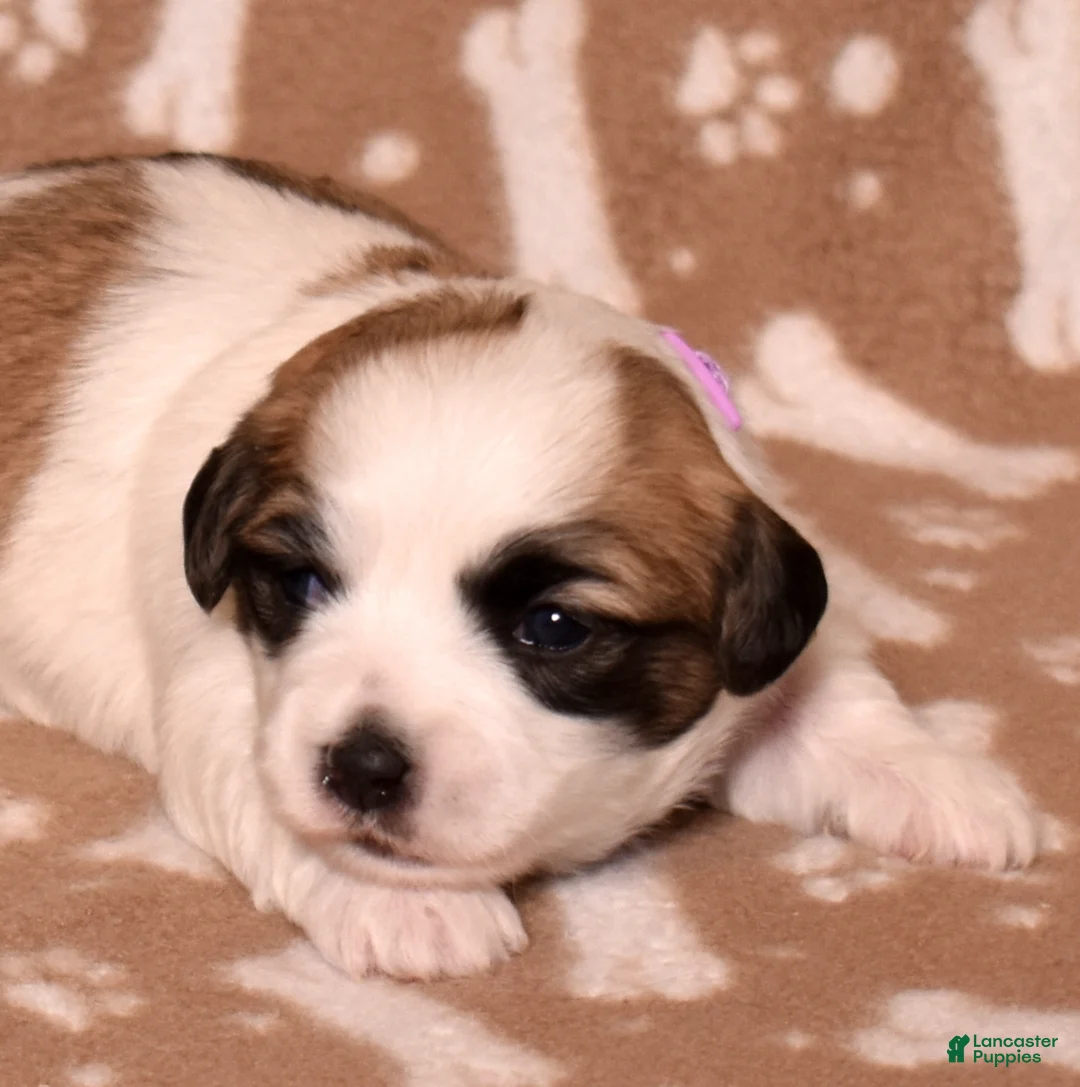 Coton De Tulear dogs for sale: Jasmine - Ad 1
