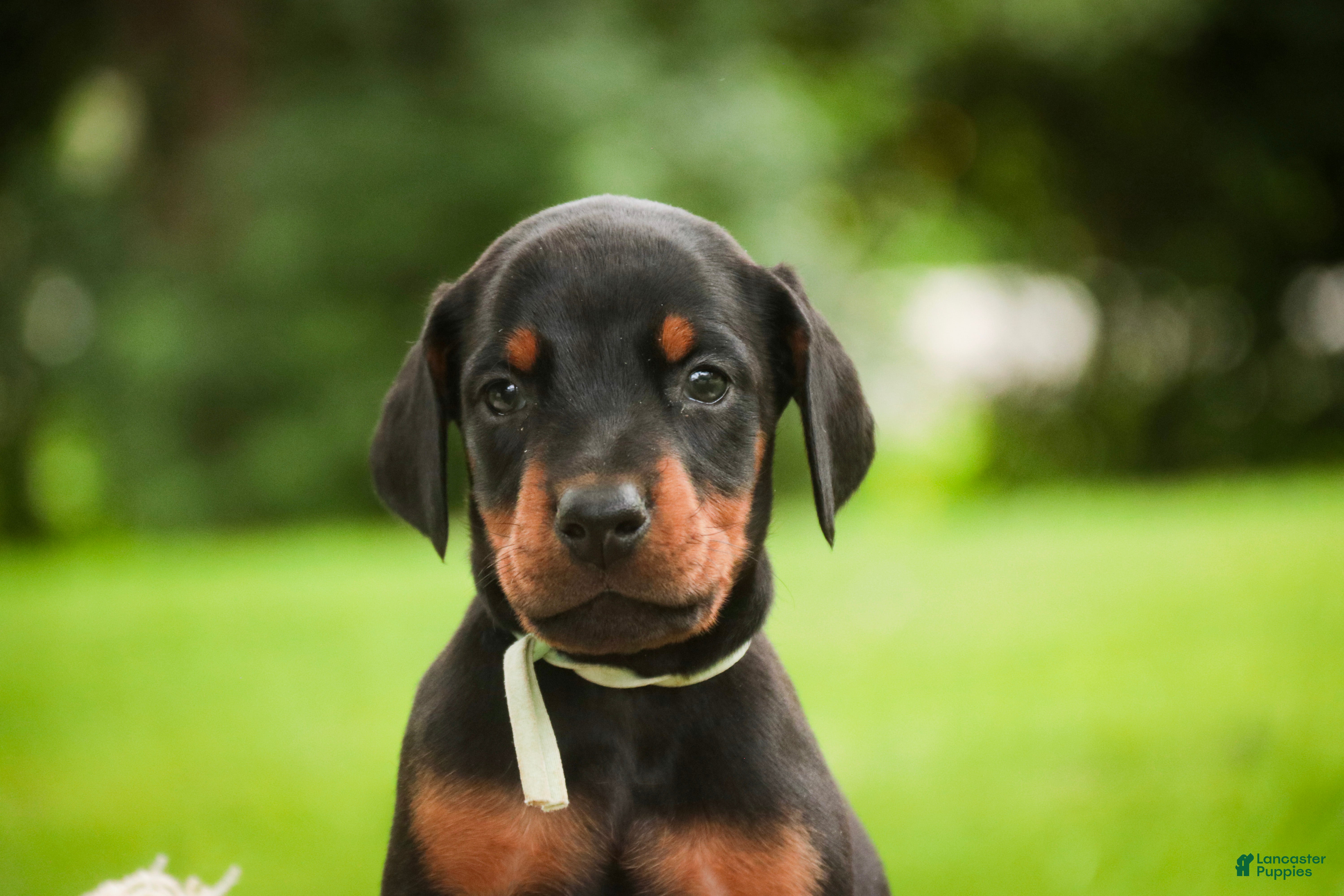 Doberman Pinscher dogs Reverie - Ad 2