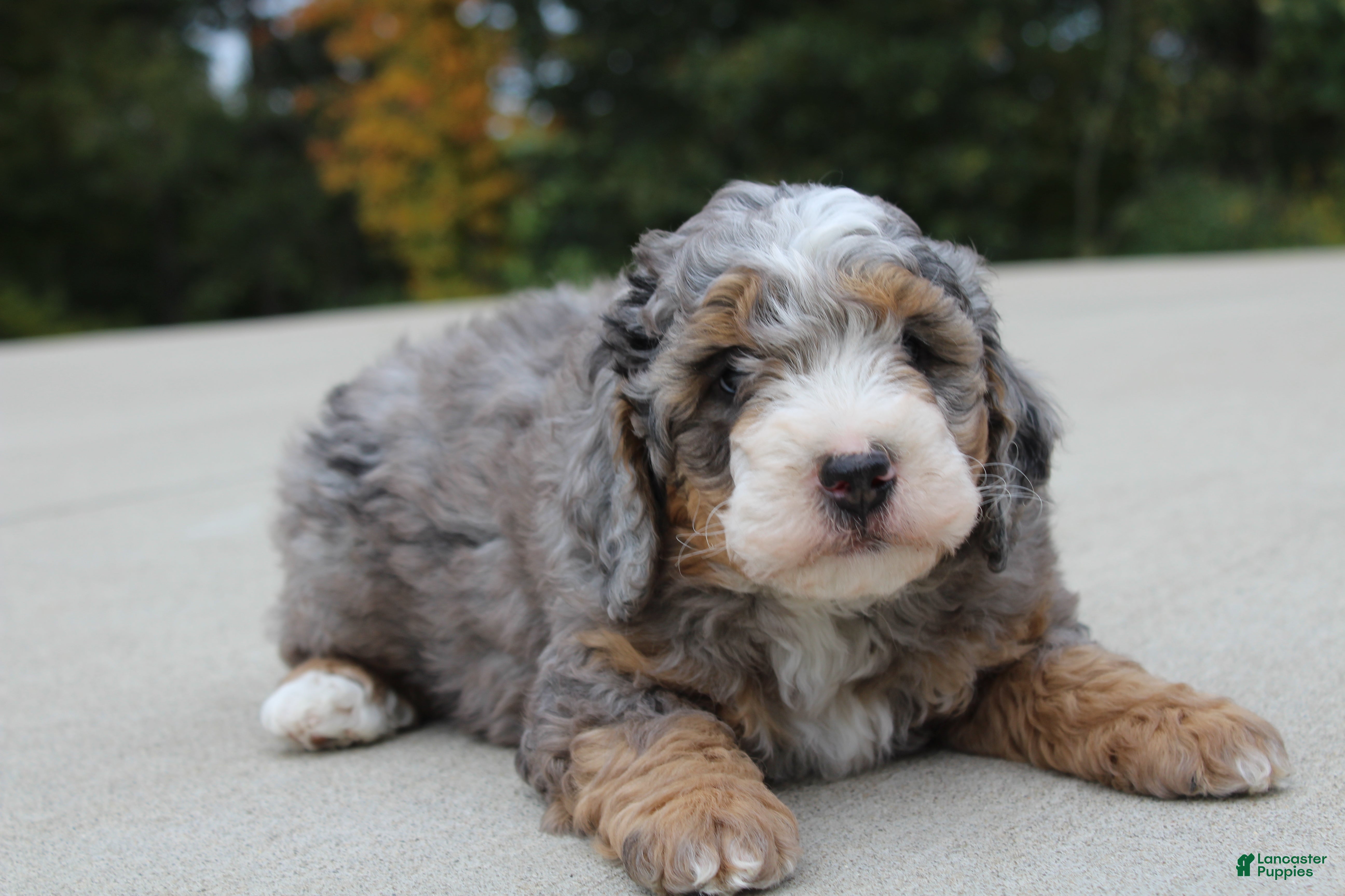 Mini Bernedoodle dogs Tyler  - Ad 2