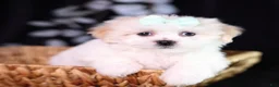Teddy Bear dogs for sale: Clara - Ad 2