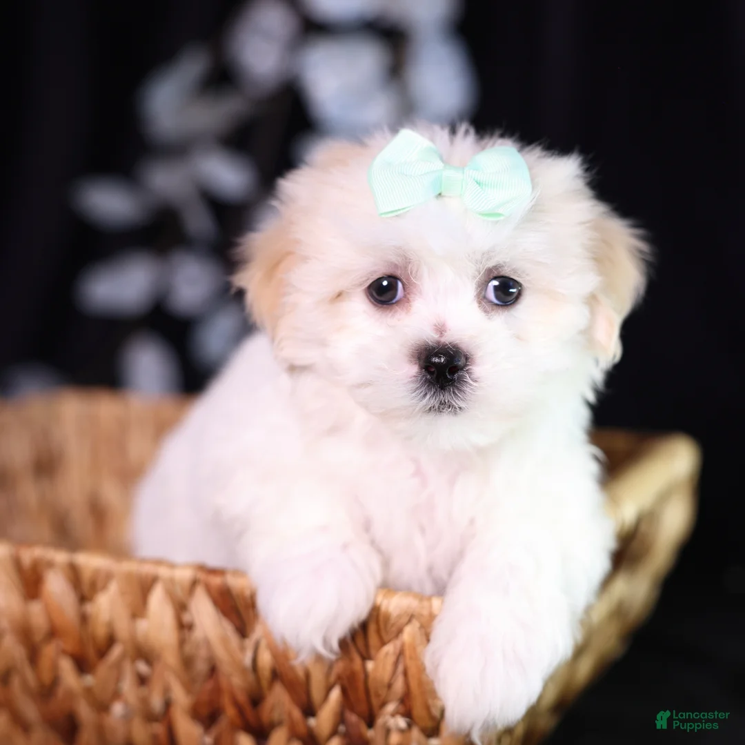 Teddy Bear dogs for sale: Clara - Ad 2