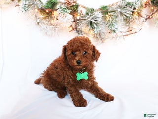 Miniature Poodle dogs - Ad 23