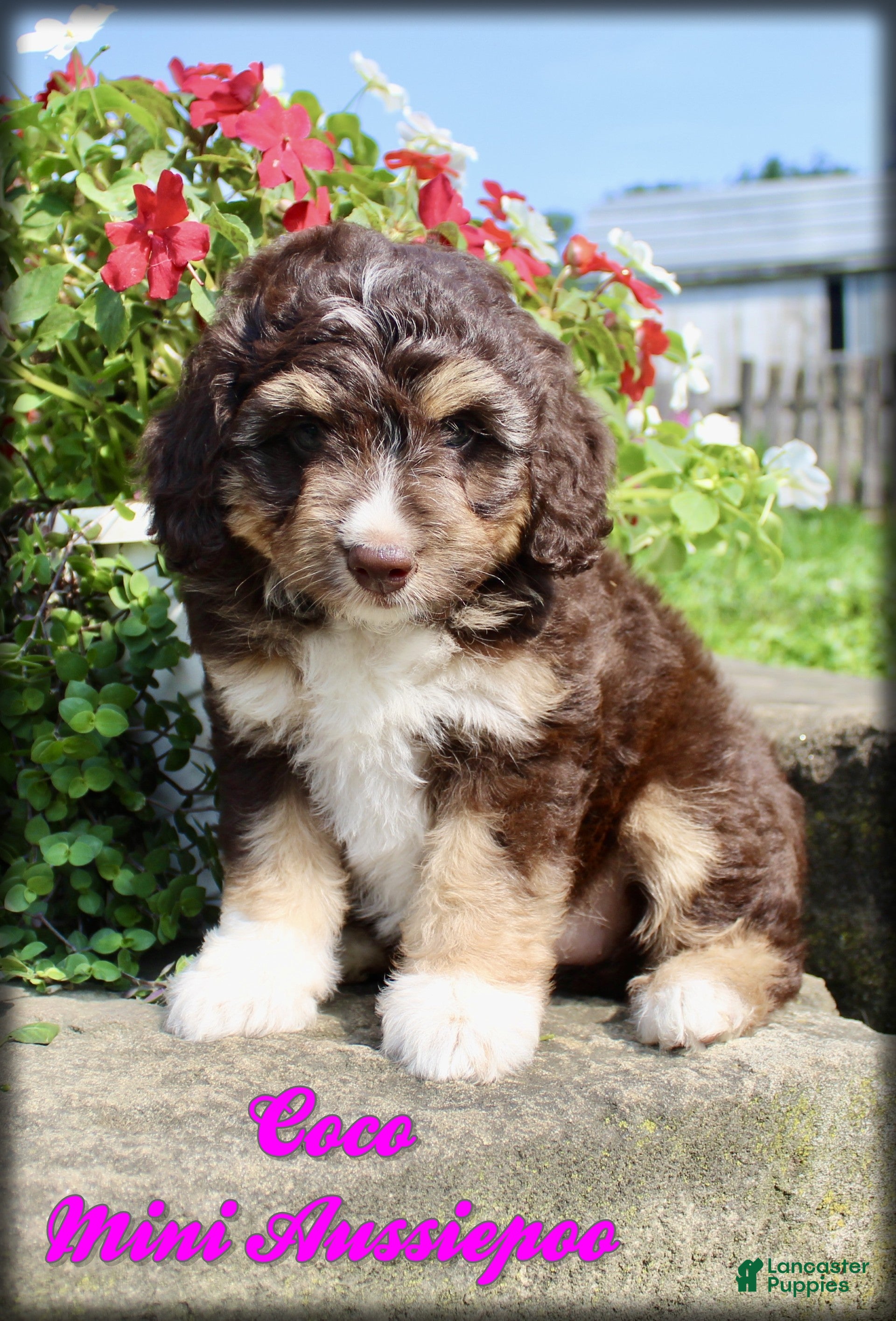 Mini Aussiedoodle dogs Coco - Ad 1