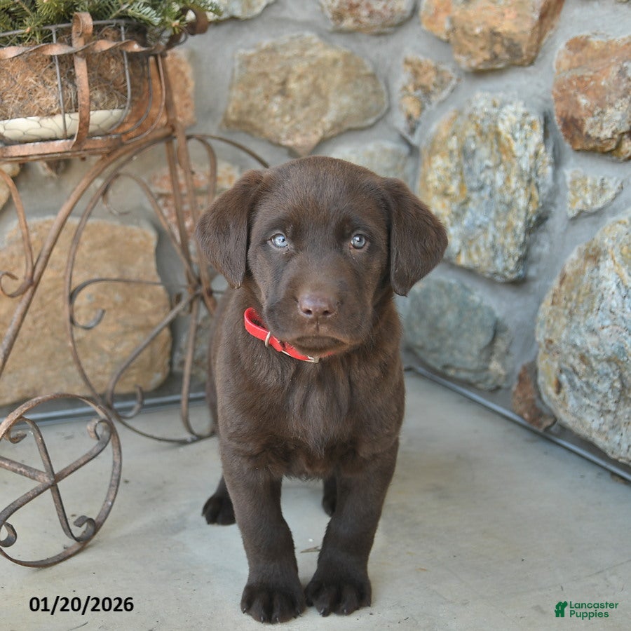 Labrador Retriever dogs Justin  - Ad 10