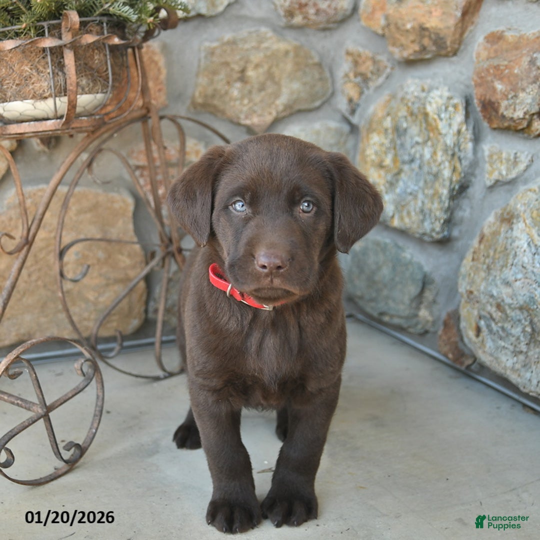 Labrador Retriever dogs for sale: Justin  - Ad 1