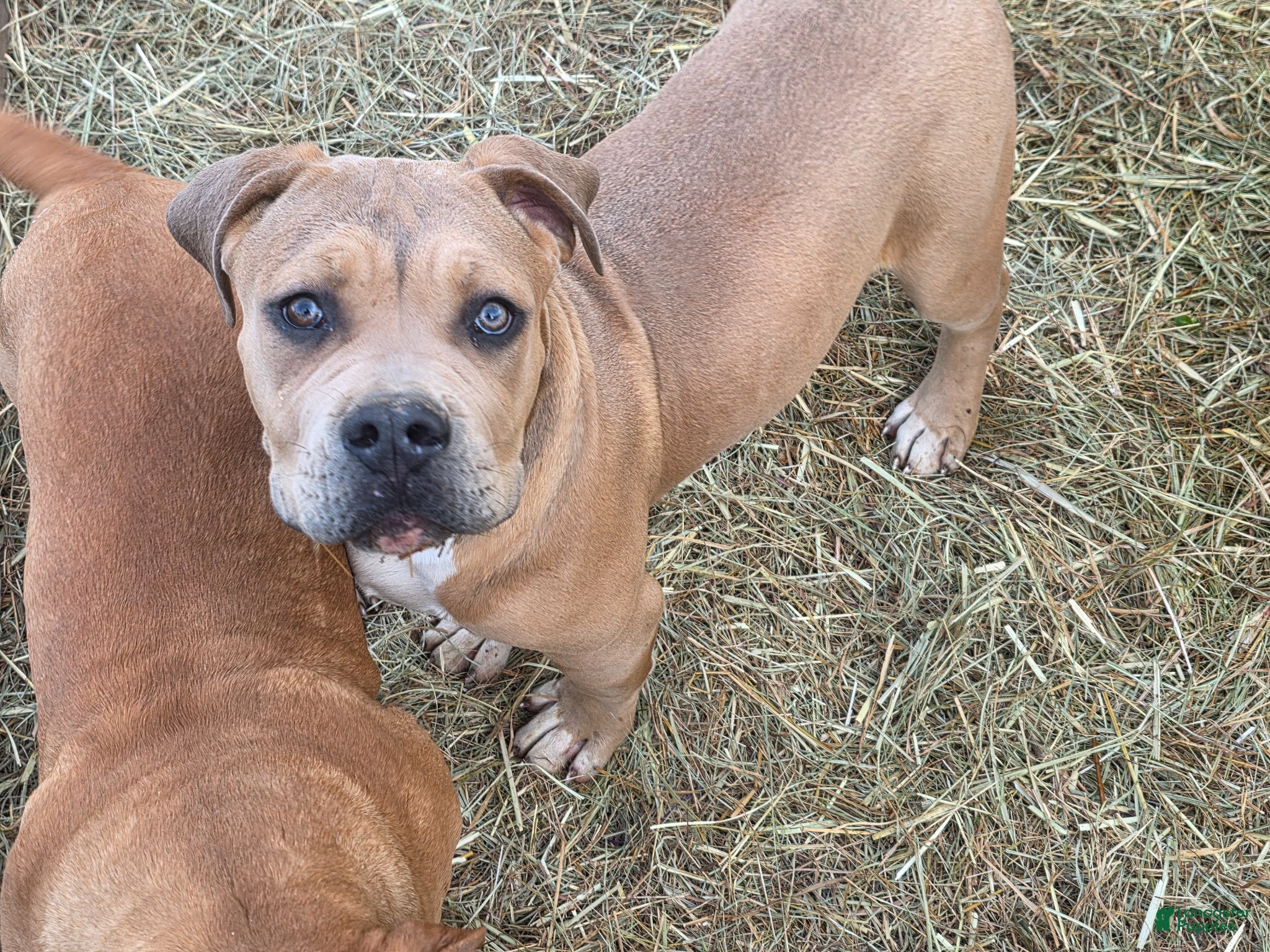 American Bully dogs American Bully Puppy 2 - Ad 27
