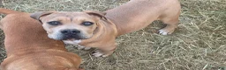 American Bully dogs for sale: American Bully Puppy 2 - Ad 1