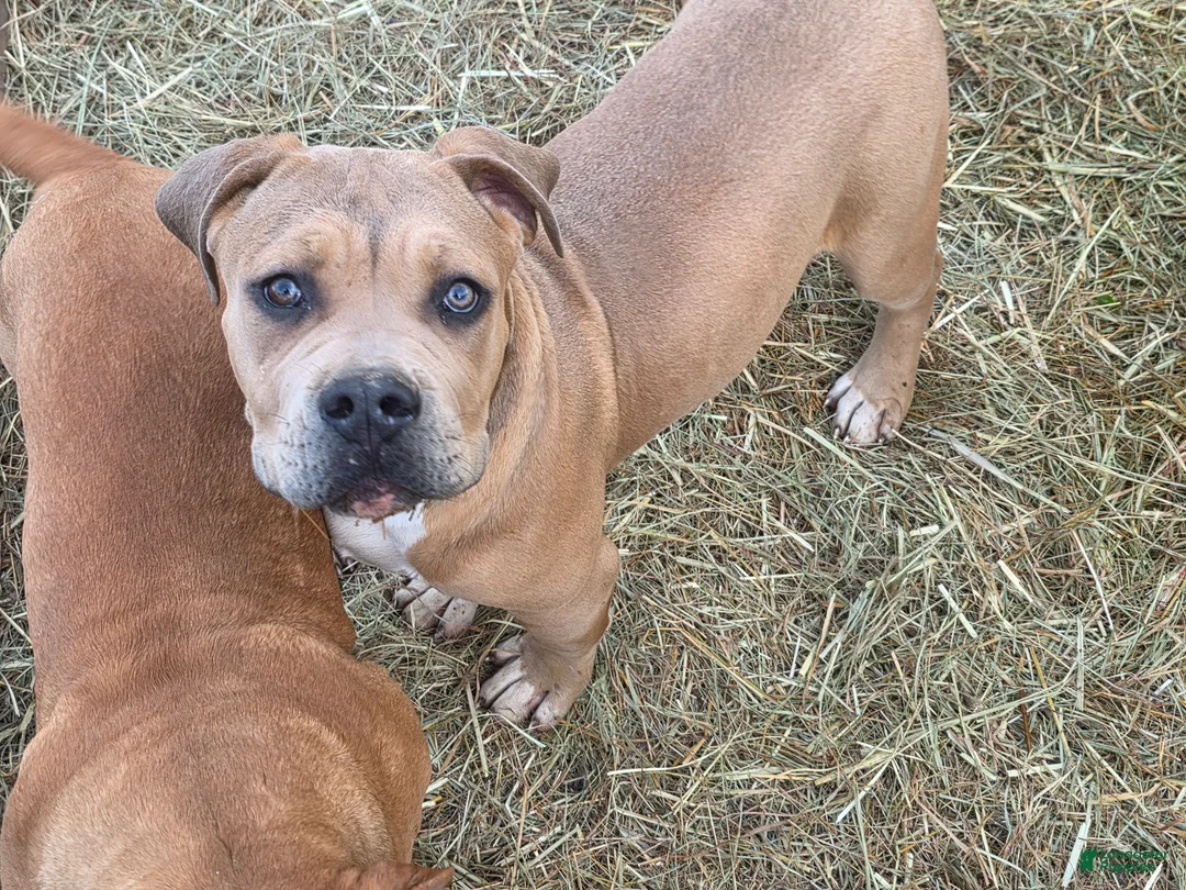 American Bully dogs for sale: American Bully Puppy 2 - Ad 1