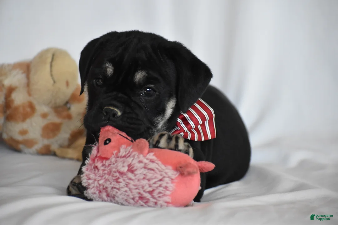 Beabull dogs for sale: Ember - Ad 4