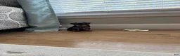 Yorkshire Terrier dogs for sale: Louis - Ad 3