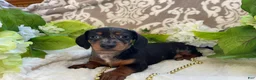 Miniature Dachshund dogs for sale: Ezra - Ad 12