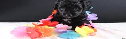 Mini Goldendoodle dogs for sale: Felicity - Ad 11