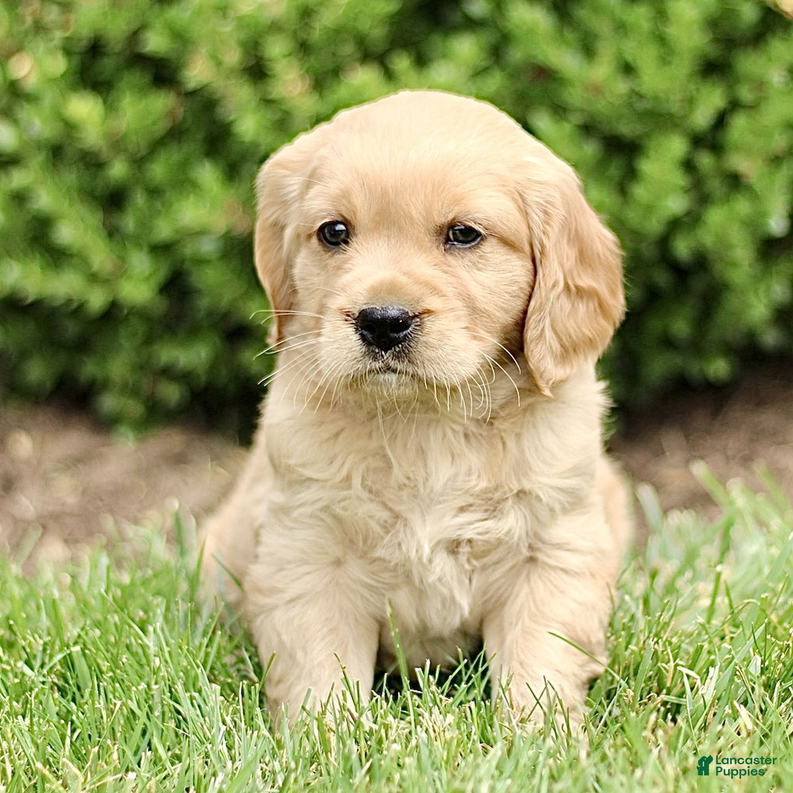Miniature Golden Retriever dogs Trent  - Ad 1