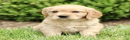 Miniature Golden Retriever dogs for sale: Trent  - Ad 1