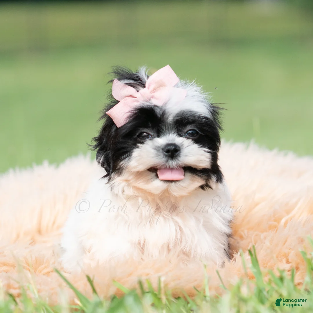 Shih Tzu dogs for sale: Lovey - Ad 2