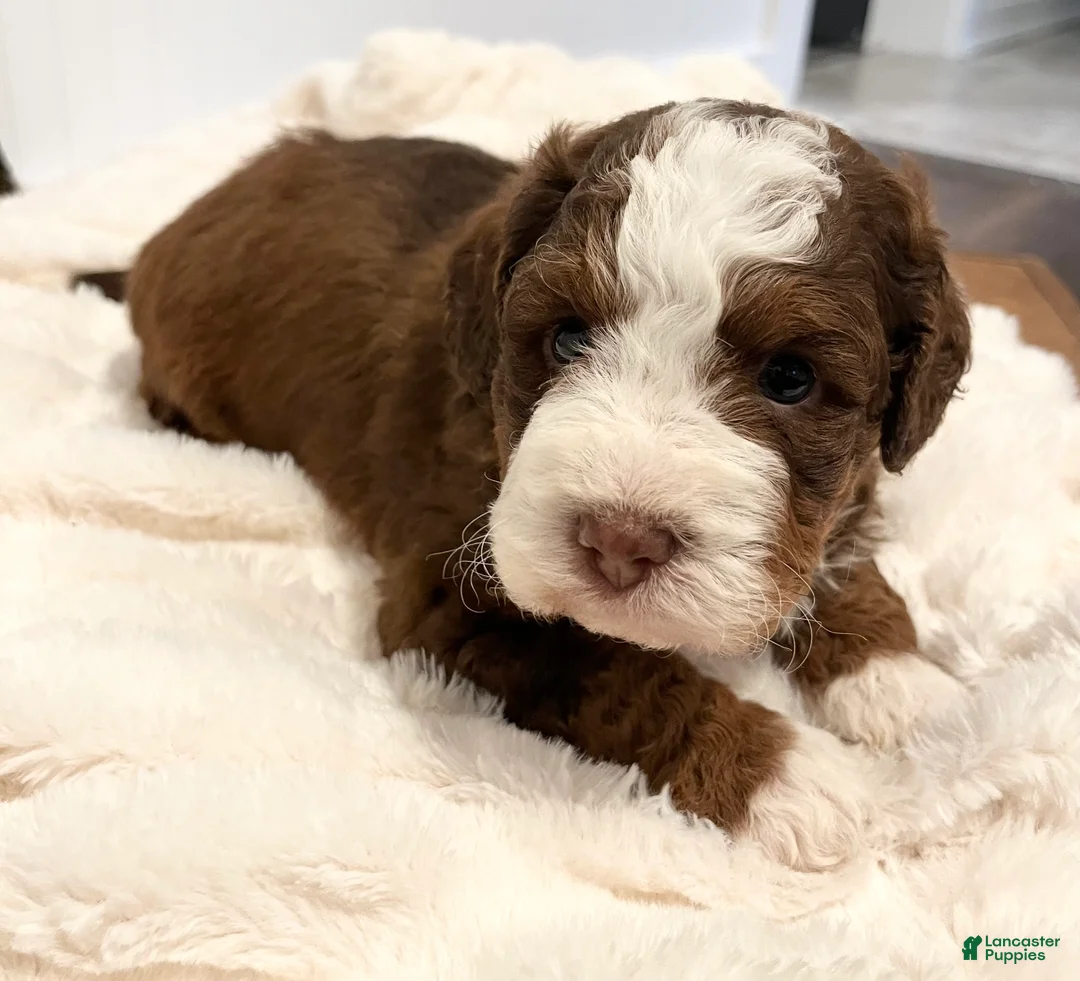 Mini Bernedoodle dogs for sale: Teddy - Ad 1