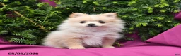 Pomeranian dogs for sale: Sport - Ad 2