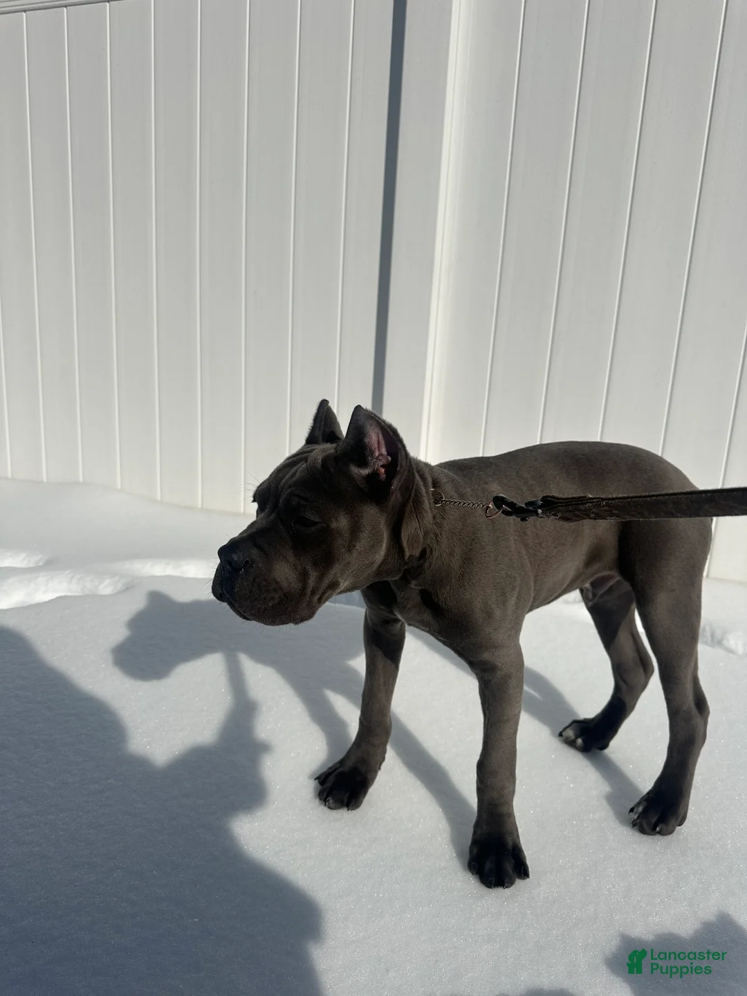 Cane Corso dogs for sale: Bleu - Ad 4
