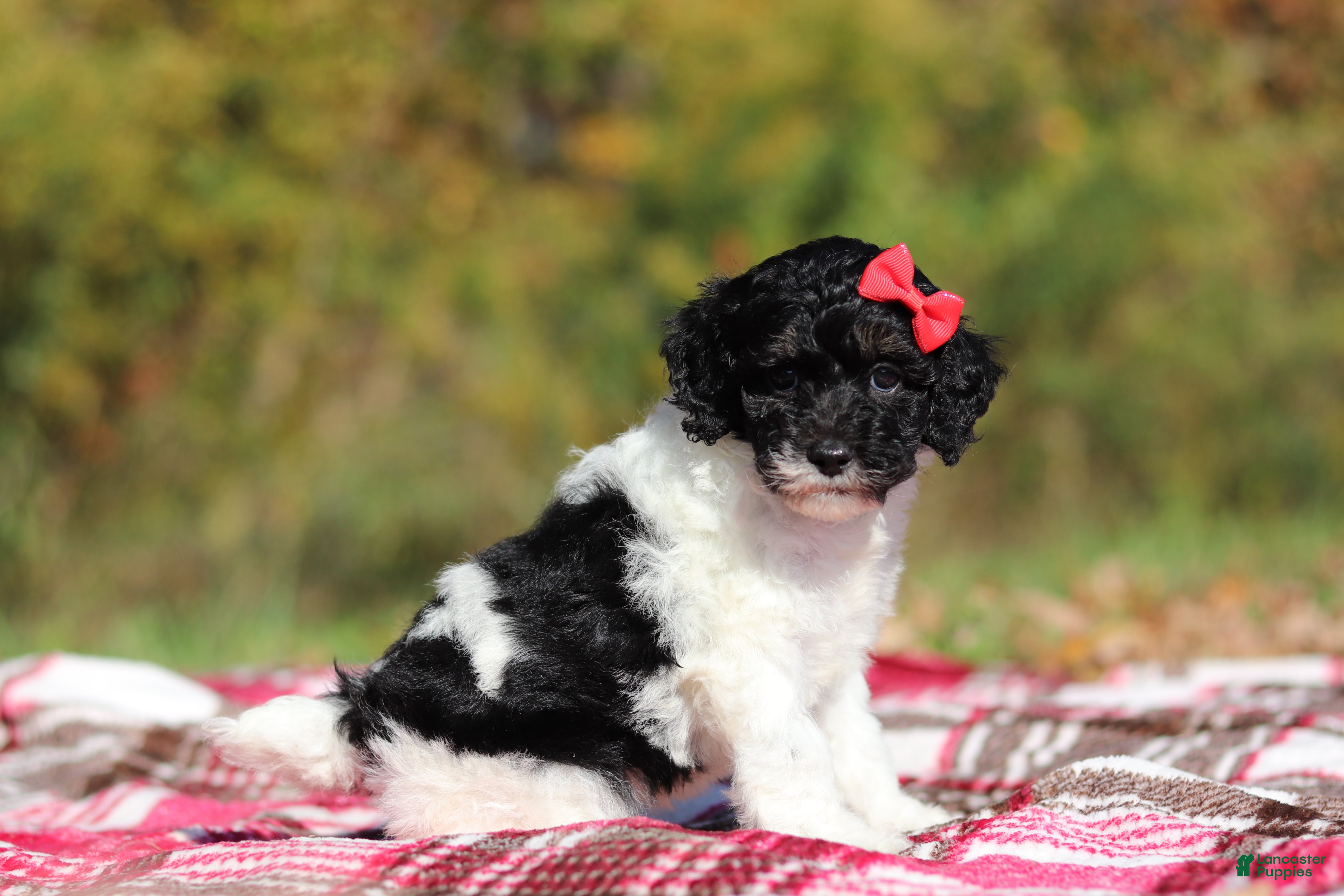 Miniature Poodle dogs Jillie (AKC) - Ad 2