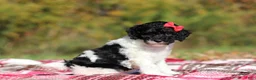 Miniature Poodle dogs for sale: Jillie (AKC) - Ad 2