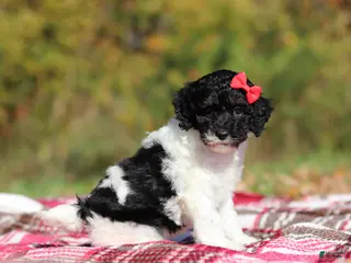 Miniature Poodle dogs Jillie (AKC) - Ad 2