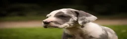 Great Dane dogs for sale: Braxton Great Dane  - Ad 6