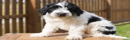 Portuguese Water Dog dogs for sale: Kyler - Ad 3