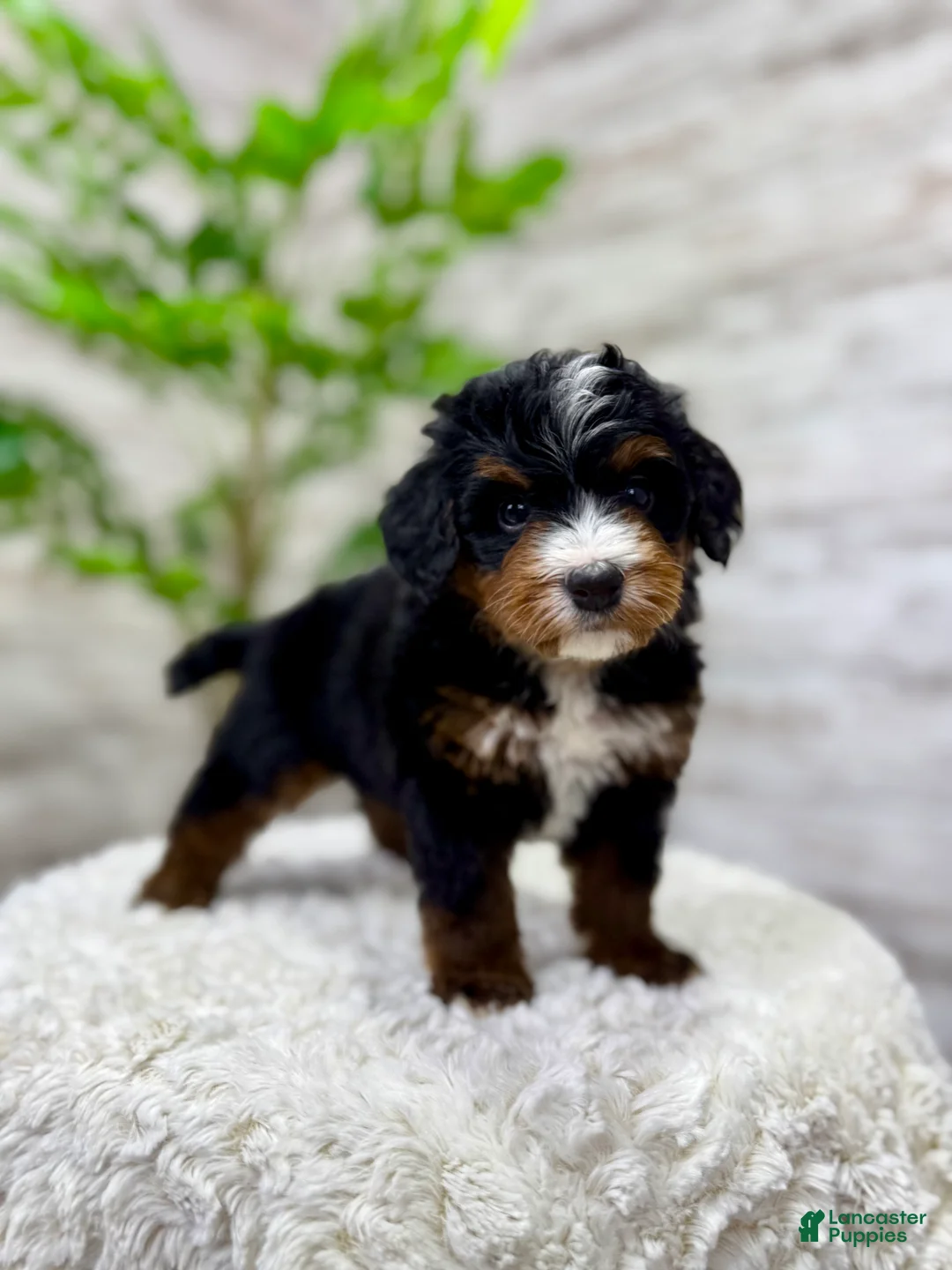 Mini Bernedoodle dogs for sale: 🐶 Bear - Ad 4