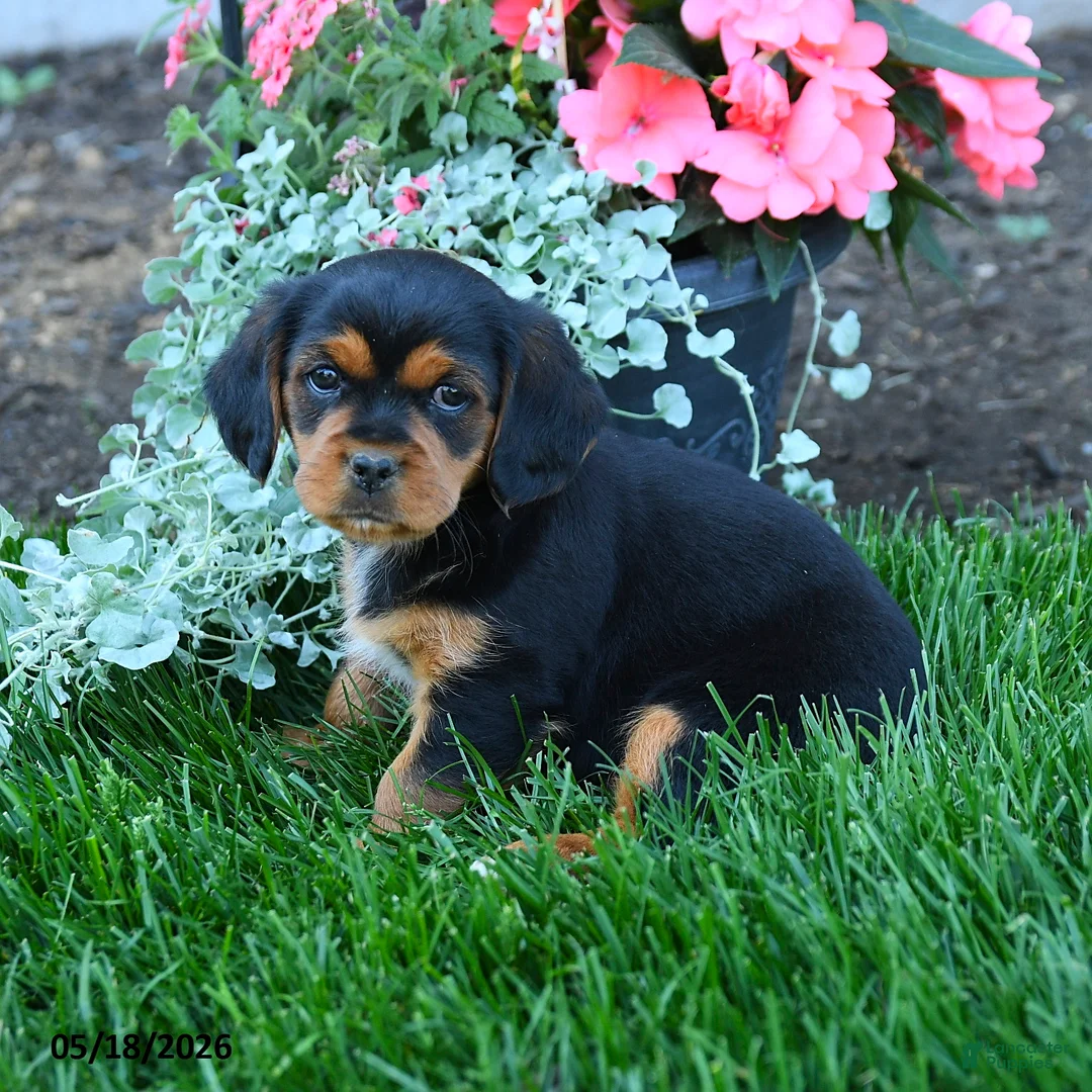 Mixed Breed dogs for sale: Trevor - Ad 1