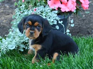 Mixed Breed dogs for sale: Trevor - Ad 2
