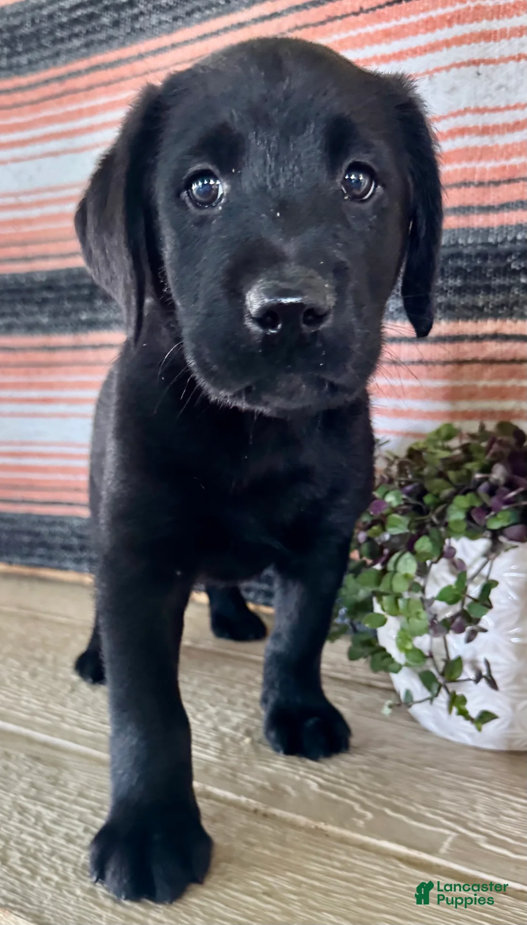 Labrador Retriever dogs for sale: Rip - Ad 1