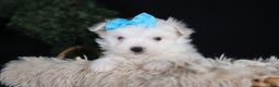 Maltese dogs for sale: ANDREW - Ad 5