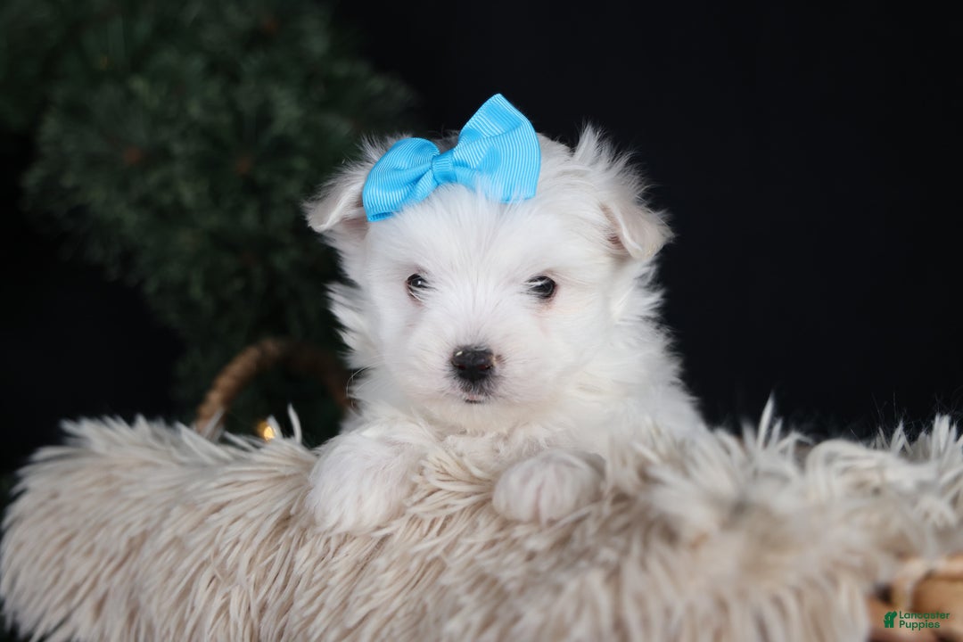 Maltese dogs for sale: ANDREW - Ad 5