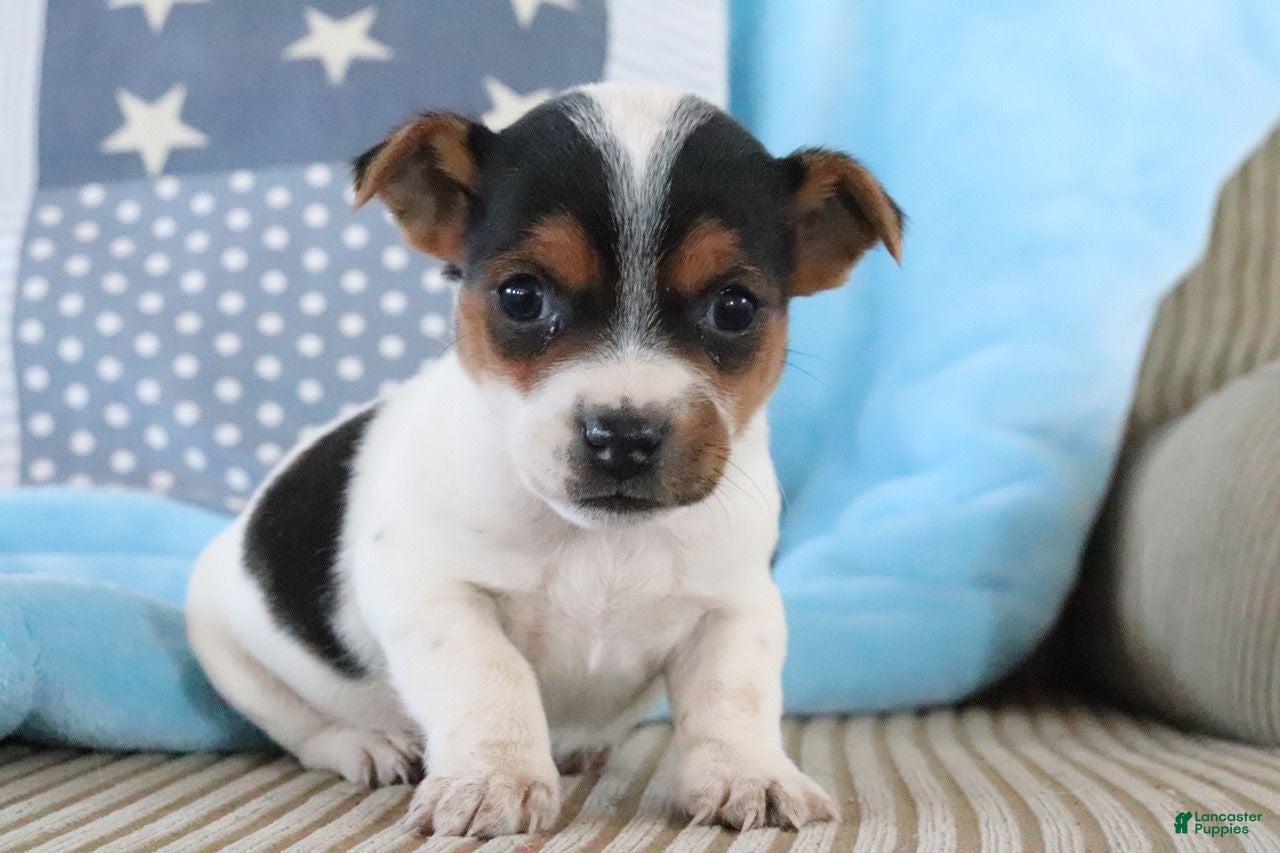 Jack Russell Terrier dogs Seth - Ad 13