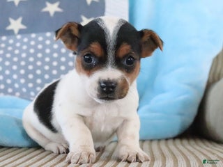 Jack Russell Terrier dogs Seth - Ad 5