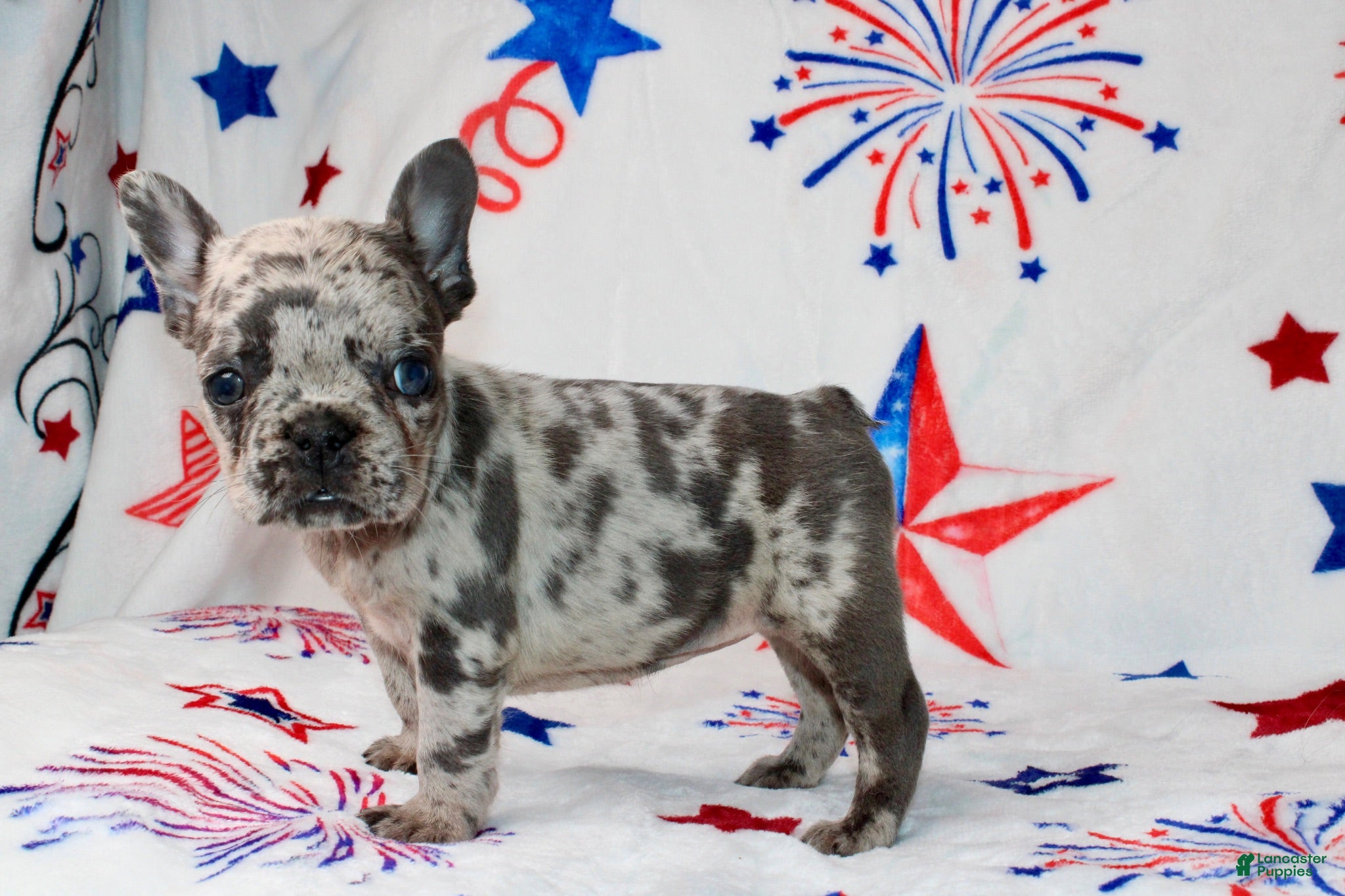 French Bulldog dogs Peppa - Ad 1