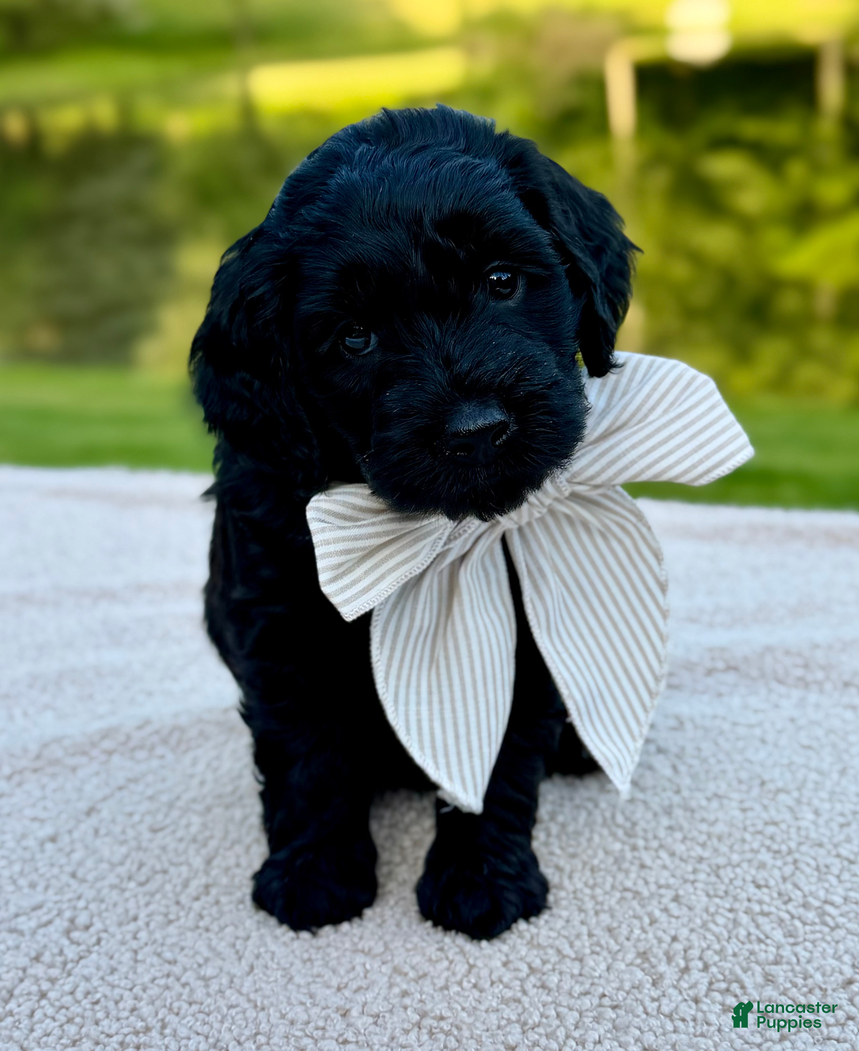 Goldendoodle dogs Thumper  - Ad 2