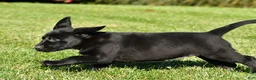 Labrador Retriever dogs for sale: Luna - Ad 6