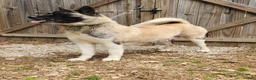 Akita dogs for sale: Akita Puppy 5 - Ad 8
