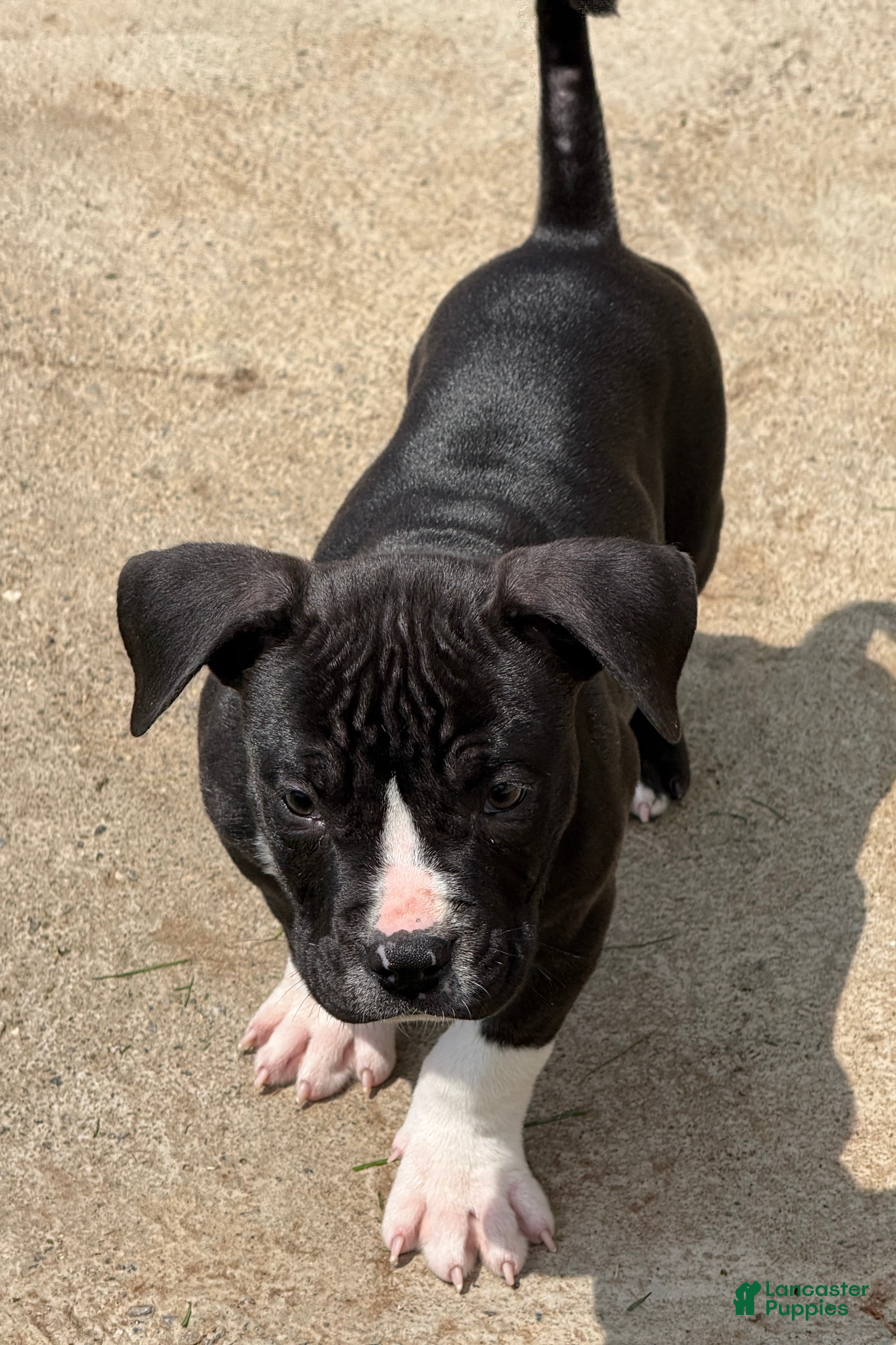 American Bully dogs for sale: Tough Guy Tux - Ad 1