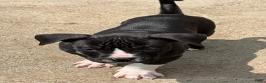 Tough Guy Tux