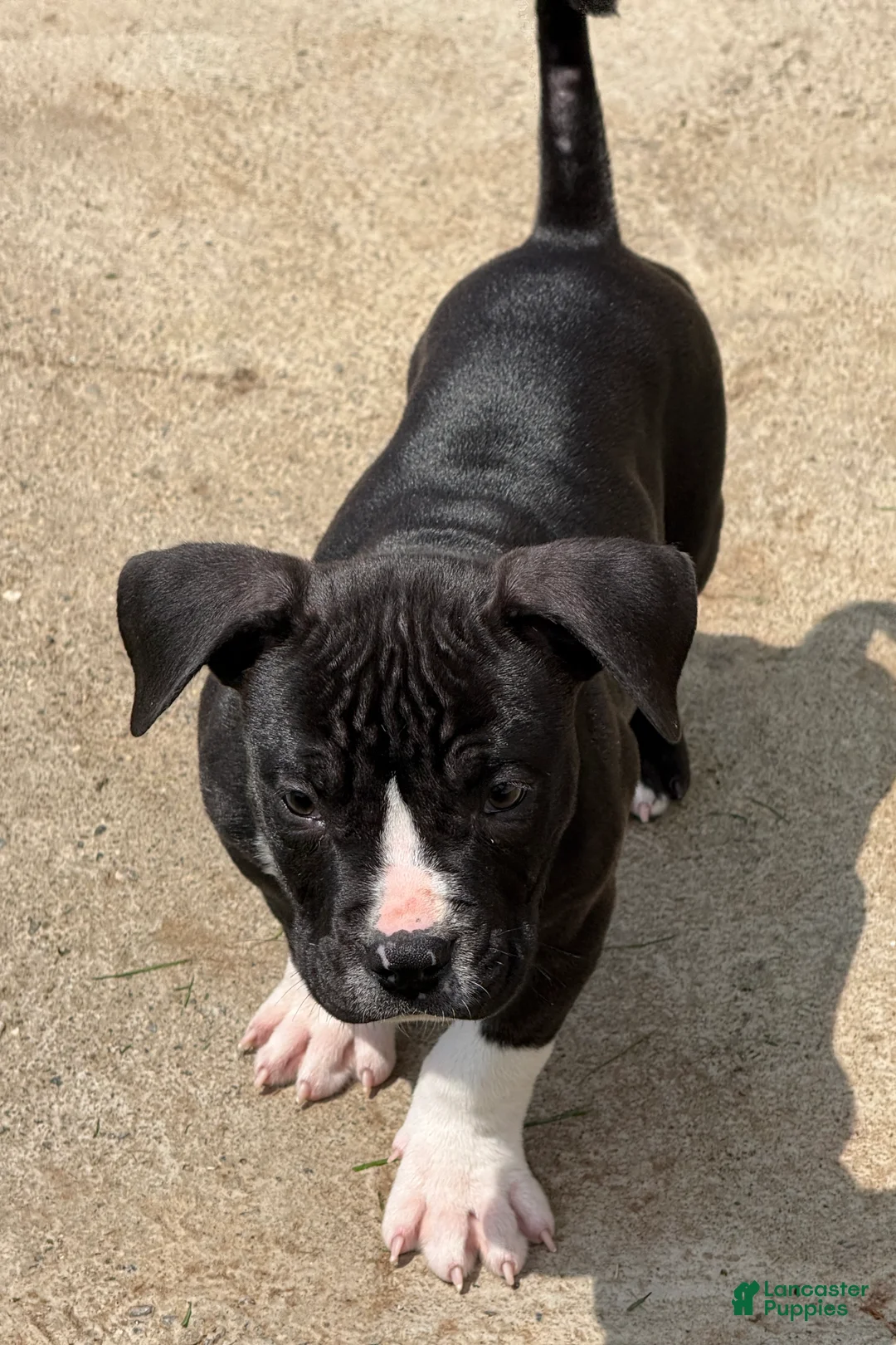 American Bully dogs for sale: Tough Guy Tux - Ad 1
