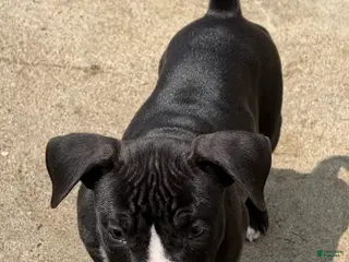 American Bully dogs for sale: Tough Guy Tux - Ad 1